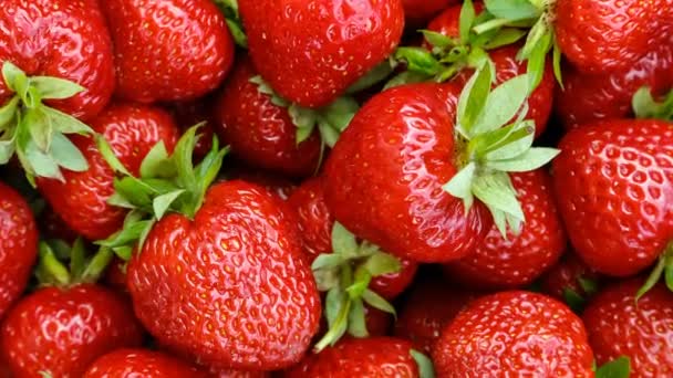 Gros plan sur les fraises mûres rouges, vue sur le dessus. - Séquence, vidéo