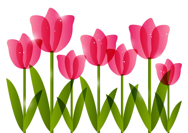 рожеві тюльпани
 - Вектор, зображення
