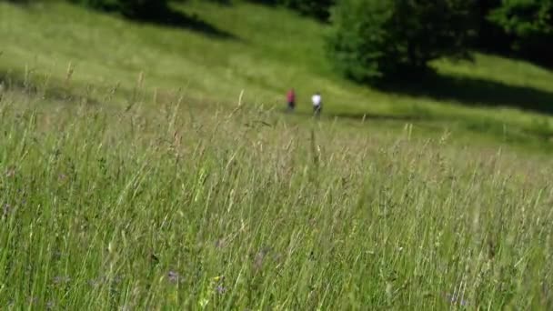 Field of grass in wind, hikers pass through it in background - Video
