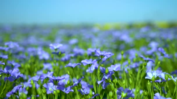 Kék mező virágzó len, len virágok közelkép - Felvétel, videó