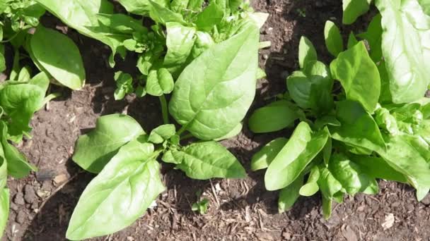 Spinazie groeit in de tuin. Verse natuurlijke bladeren van spinazie groeiende Bio spanach. - Video