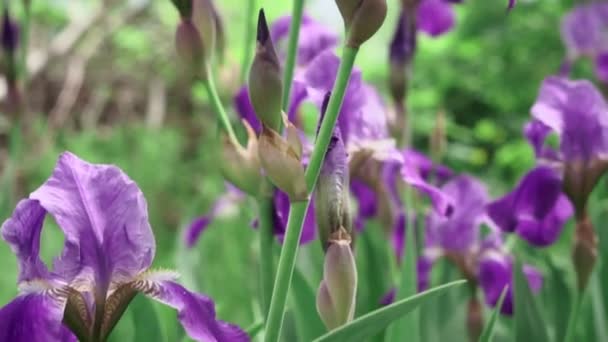 μοβ άνθη ίριδας σε ένα φυσικό πράσινο φόντο την άνοιξη, επιλεκτική εστίαση - Πλάνα, βίντεο