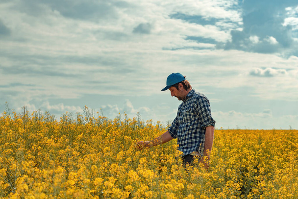 Farmer in blooming canola field, male agronomist examining rapeseed crops - Fotoğraf, Görsel