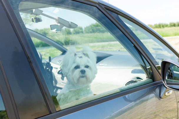 Hund sitzt im Auto - Foto, Bild