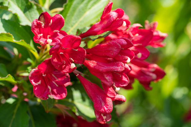 Weigela (Weigela florida), lähikuva kukkapäästä - Valokuva, kuva