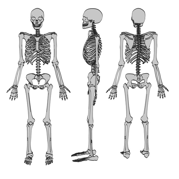 kreslený obrázek kostry mužů - Fotografie, Obrázek