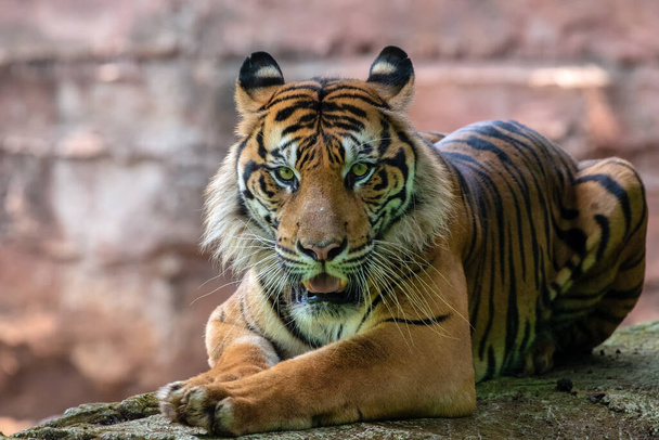 portret sumatreańskiego tygrysa - Zdjęcie, obraz