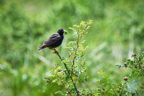 Common starling with a worm in his beak (Sturnus vulgaris) - Photo, Image