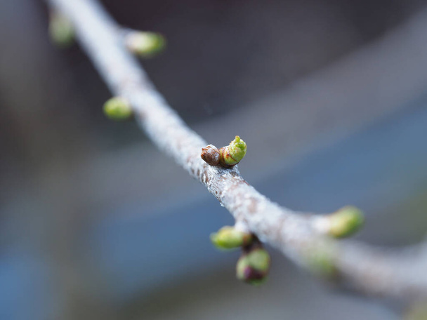 Close-up of leaves sprouting on a tree branch from buds. Selective focus. blurred background - Photo, Image