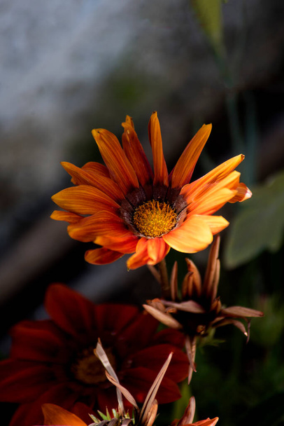 gazania flowers withering in the garden - Photo, Image