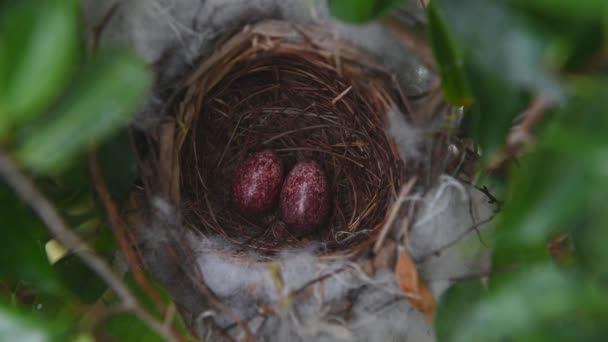 Zwei Eier und ein Vogel in einem Nest aus gelbbelüftetem Bulbul (Pycnonotus goiavier), oder östlichem gelbbelüftetem Bulbul, ist ein Mitglied der Bulbul-Familie der Passanten in der Natur in Thailand - Filmmaterial, Video