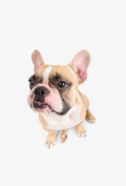Ranskan Bulldog vihainen ja istuu eristetty valkoisella taustalla - Valokuva, kuva