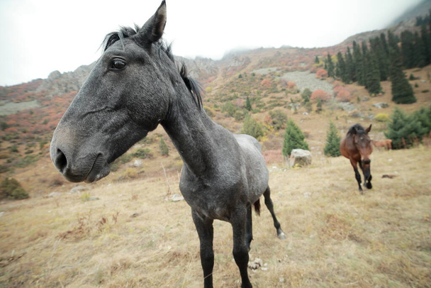 Веселый серый конь на газоне в горах
 - Фото, изображение