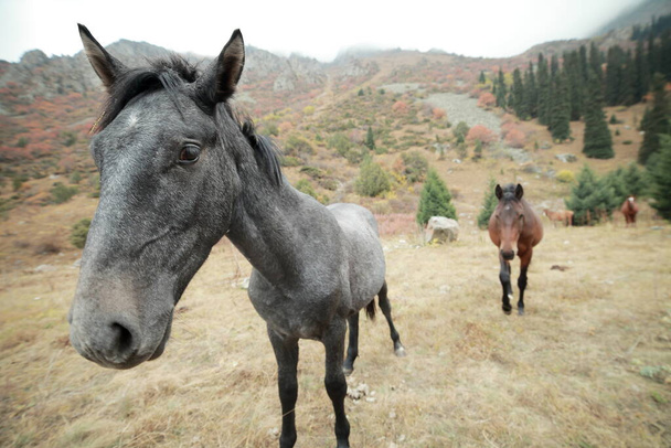 Веселый серый конь на газоне в горах
 - Фото, изображение