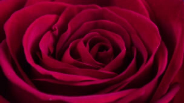 Rosa roja macro primer plano floración lapso de tiempo
 - Imágenes, Vídeo