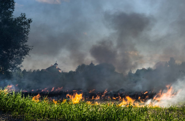 The grass burns in a meadow. Ecological catastrophy. Fire and smoke destroy all life. - Photo, Image
