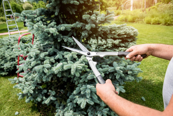 Professional gardener pruning a tree with garden scissors - Foto, afbeelding