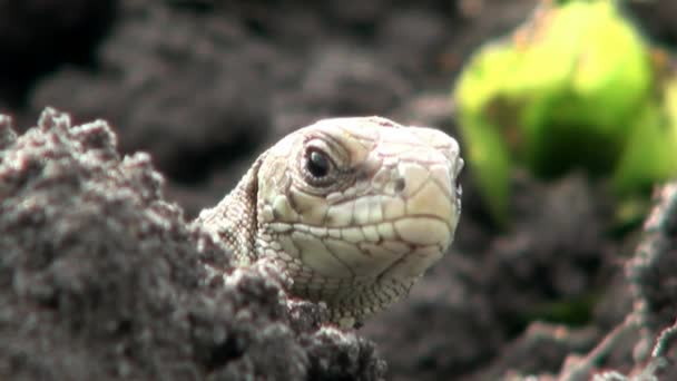 Lizard is watching blinks sleeps head reptile - Footage, Video