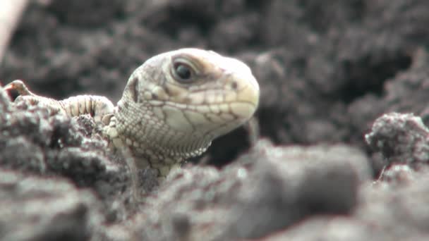 Lagarto está viendo parpadeos duerme reptil cabeza
 - Metraje, vídeo