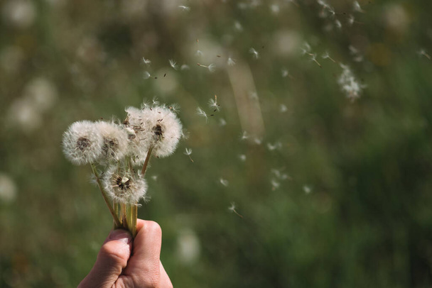 Hold white fluffy dandelions in hand. Dandelion seeds fly in the wind. Blow on a dandelion. - Photo, Image