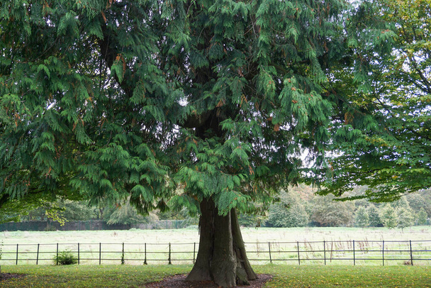 eine westliche rote Zeder (thuja plicata) auf dem Farmleigh Estate in West Dublin, Irland. Der Baum wurde ursprünglich 1877 gehobelt.  - Foto, Bild