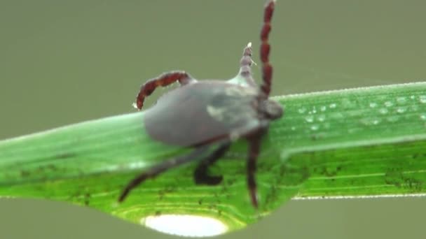 Macro mite entangled in cobweb - Footage, Video