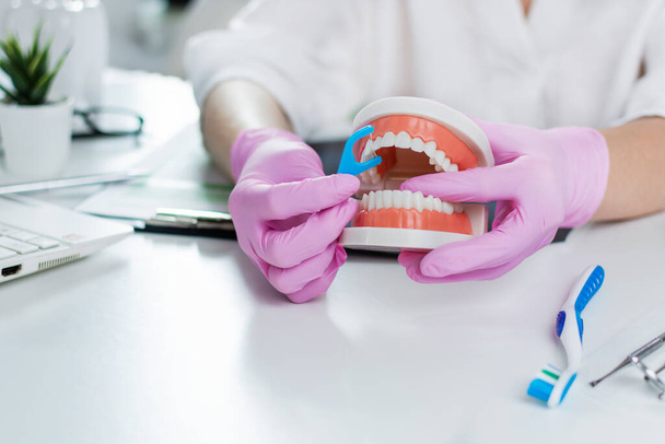 Стоматолог, що показує на моделі щелепи, як правильно чистити зуби зубною ниткою
. - Фото, зображення