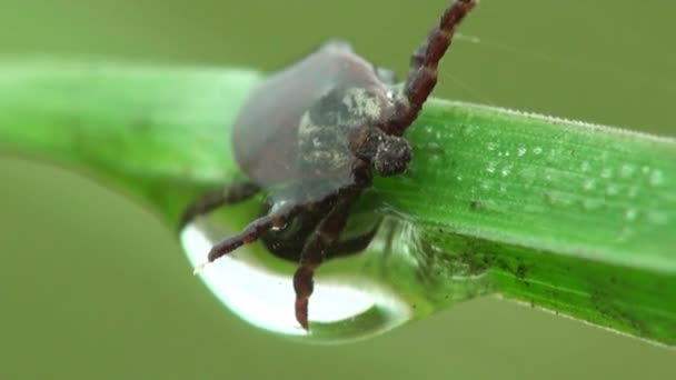 μακροεντολή άκαρι που έχουν εμπλακεί σε ιστούς αράχνης - Πλάνα, βίντεο
