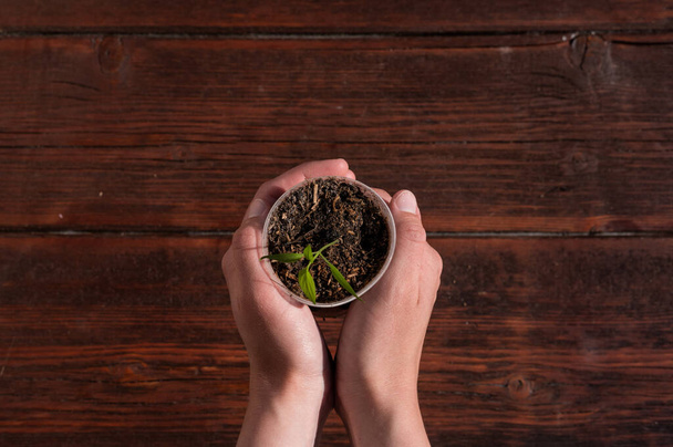 Hold a young plant in a Cup in hands. Seedlings of vegetable plants. A small green sprout in a glass on a wooden table. - Photo, Image