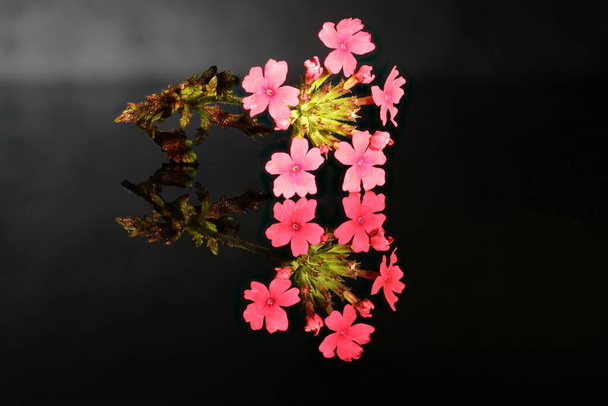 Nahaufnahme einer roten argentinischen Eisenkrautblüte mit Spiegelbild auf einer schwarzen Glasplatte - Foto, Bild