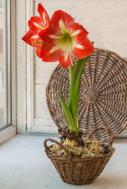 Blooming  Amaryllis Hippeastrum   Galaxy Group    "Minerva"   in the basket on the window - Photo, Image