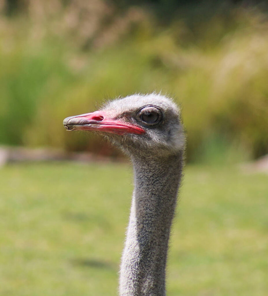 Ostrich portréja. Osztriga az állatkertben. - Fotó, kép
