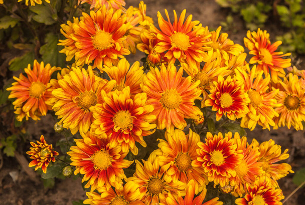 Krysanteemi x koreanum, synonyymi krysanteemi x hortorum Bailey "kaksi väriä" jalostus National kasvitieteellinen puutarha - Valokuva, kuva
