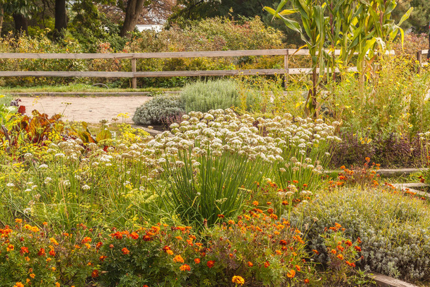 Allium ramosum, called Fragrant-flowered Garlic or Chinese chives, beetroot, fennel, tagetes on the decorative garden. - Photo, Image