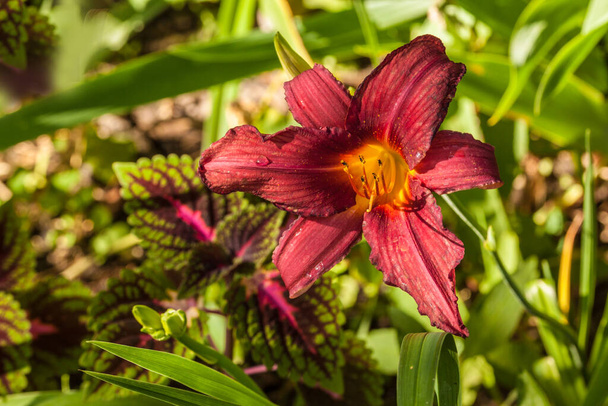 Hemerocallis a coleus na květinové záhoně v zahradě - Fotografie, Obrázek
