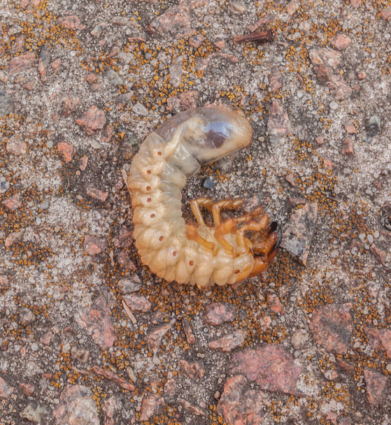 Larva del escarabajo Cockchafer (Melolontha melolontha). Puesta plana
 - Foto, Imagen