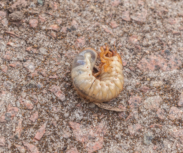 Cockchafer böceği (Melolontha melolontha) larva. Düz yatıyordu - Fotoğraf, Görsel