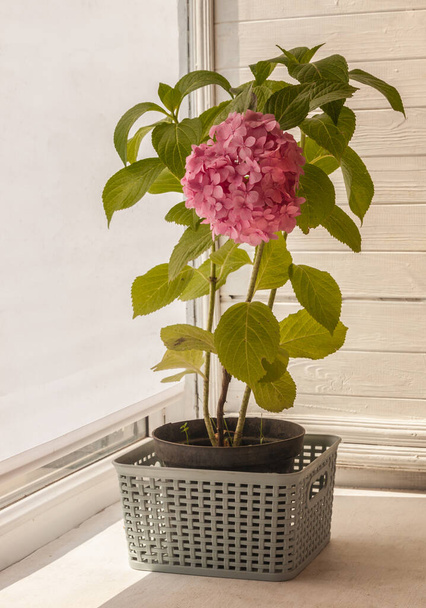 Pink hydrangea macrophile in a pot on the balcony - Photo, Image