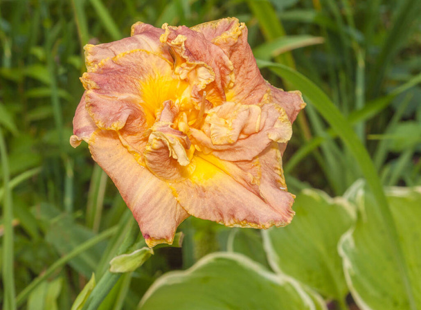 Podwójna brzoskwiniowo-pomarańczowa lilia dzienna z żółtym wykończeniem i płatkami falistymi w ogrodzie - Zdjęcie, obraz