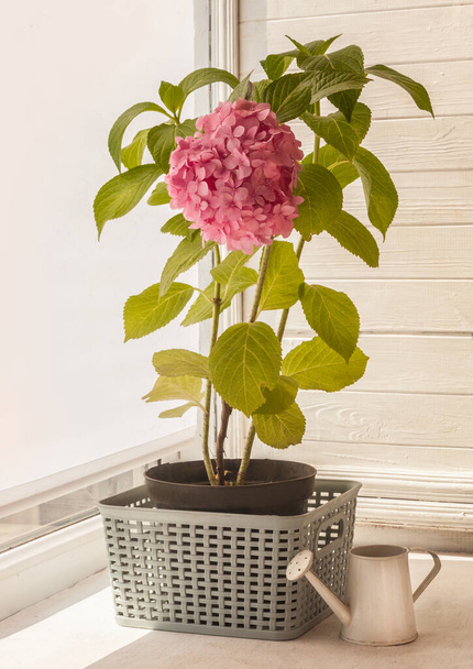 Roze hortensia macrofiel in een pot op het balkon en een gieter - Foto, afbeelding