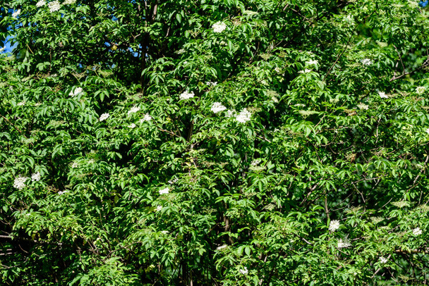 Delikatne małe białe kwiaty i zielone liście Sambucus Black Beauty drzewa, znany jako starszy lub bzu w słonecznym wiosennym ogrodzie w Szkocji, piękny odkryty kwiatowy tło - Zdjęcie, obraz