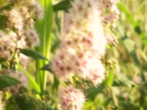 Beautiful flowers near lake in east Europe. Peaceful colors and sounds of birds. - Video