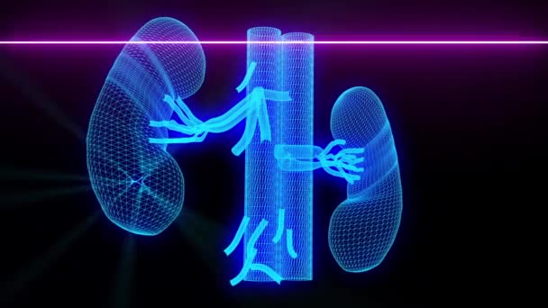  腎臓の医療スキャン-ワイヤーフレームアニメーション - 映像、動画