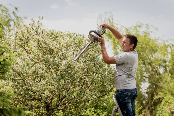 A gardener trimming trees with hedge trimmer - Фото, зображення
