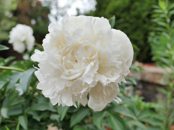 Zbliżenie duży biały kwiat Peony lub Paeonia Lactiflora. Księżna de Nemours.  - Zdjęcie, obraz