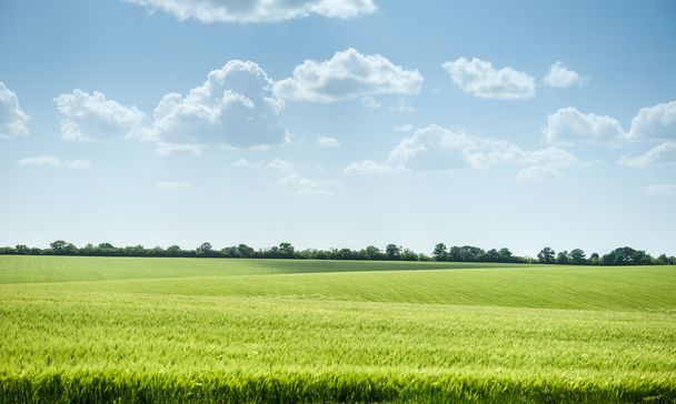 groene tarweveld en blauwe hemel lente landschap - Foto, afbeelding