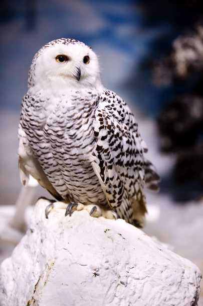 Снежная сова - Фото, изображение