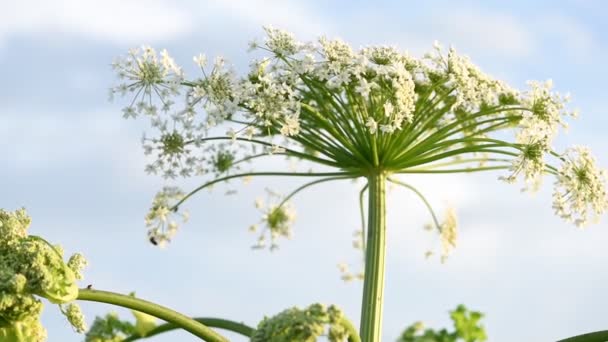Flowering head of poisonous plant  Giant Hogweed (Heracleum, Cow Parsnip) with seeds. Maturation. Uncontrolled seed spread makes it difficult to control the plant. Juice of this plant forms burns and blisters on human skin - Footage, Video