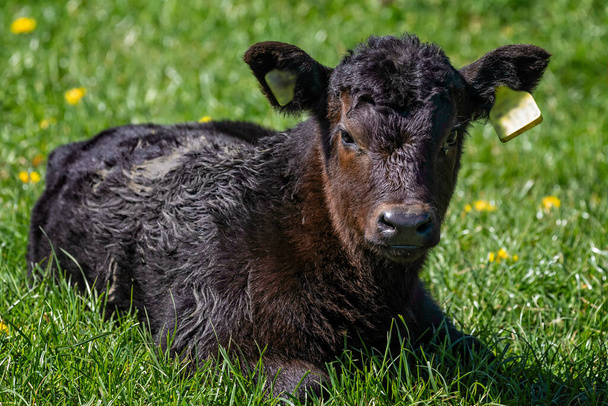 Крупним планом молодий чорно-коричневий теля сидів у зеленому полі, дивлячись в камеру
 - Фото, зображення