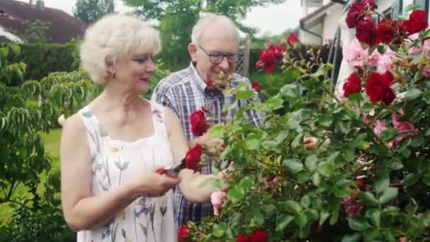 Idős férfi és nő vágja a kerti rózsákat a házuk előtt - Felvétel, videó